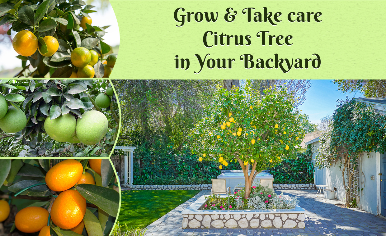 Grow and Take care Citrus Tree in Your Backyard