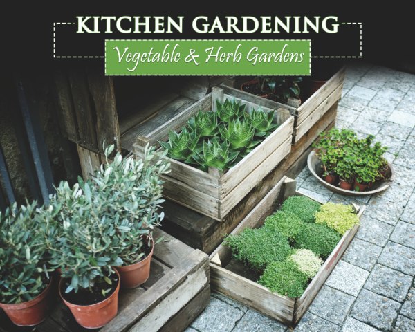 How to Start a Kitchen Herb Garden in your Home