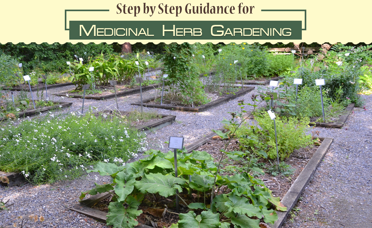 Medicinal Herb Gardening