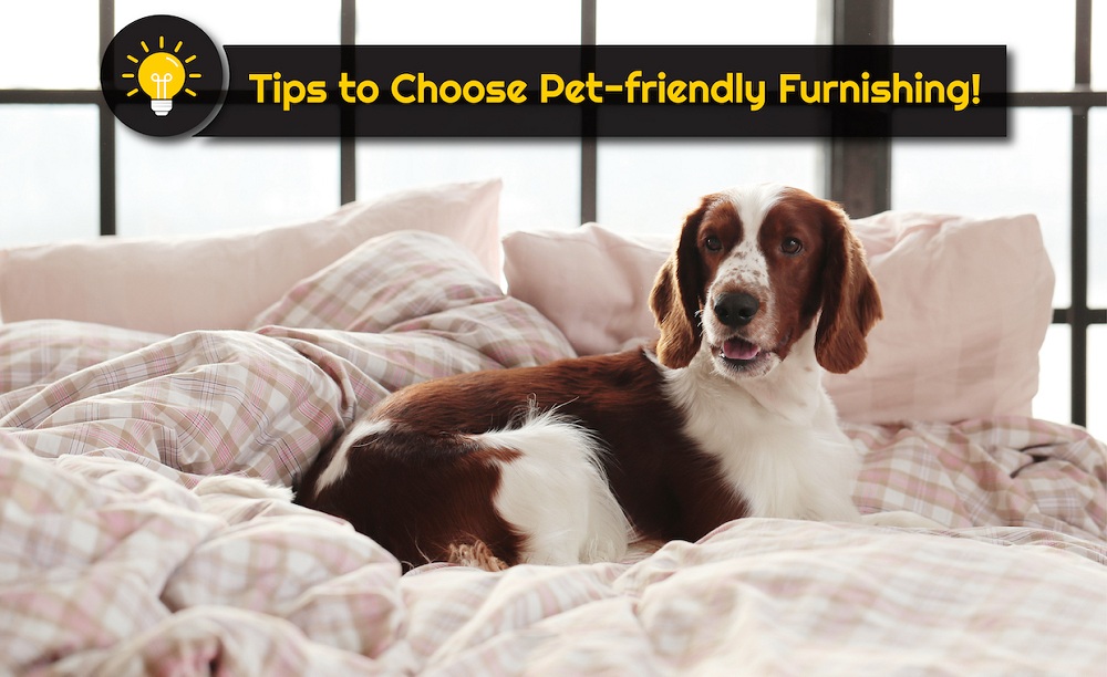 Pet-Friendly Furnishing Tips